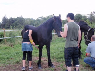 Store strigledag  22 