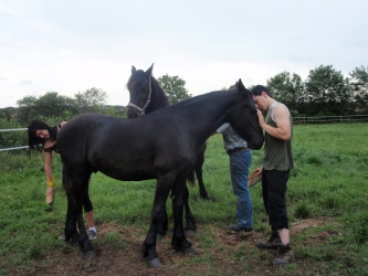 Store strigledag  24 