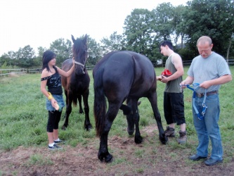 Store strigledag  27 
