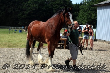 blandet-041
