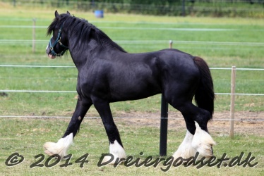 Helms kingdom Gabriel 004