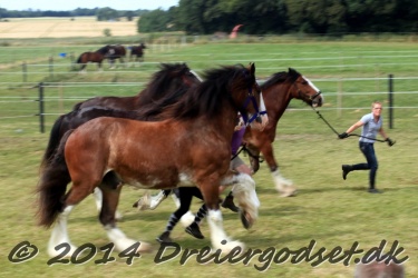 travl  bet 034