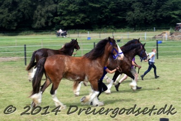 travl  bet 038