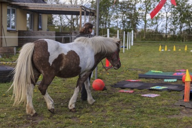 Agility Svaer 006