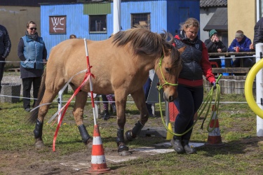 Agility Svaer 012