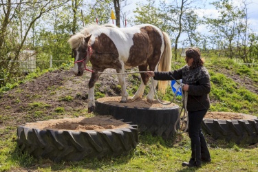 Agility Svaer 024