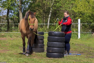 Agility Svaer 025