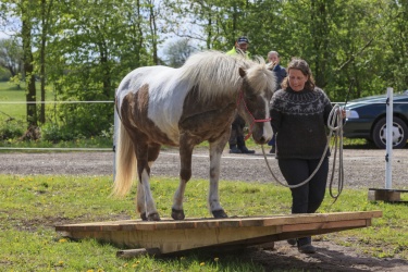 Agility Svaer 029