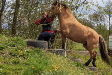 Agility Svaer 032