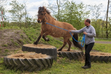 Agility Svaer 042