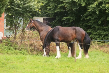 Agility Stald Pitstop 007