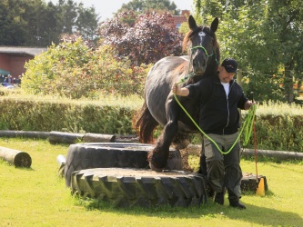 Agility Stald Pitstop 013