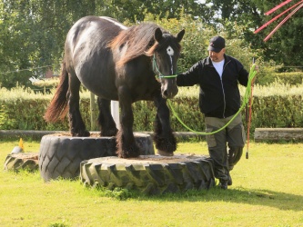 Agility Stald Pitstop 016
