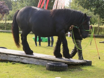 Agility Stald Pitstop 020