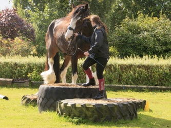 Agility Stald Pitstop 033