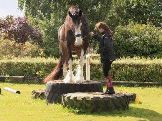 Agility Stald Pitstop 034