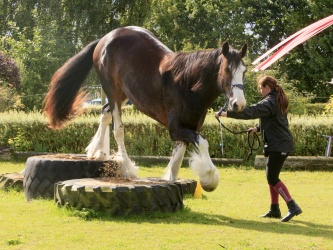 Agility Stald Pitstop 038