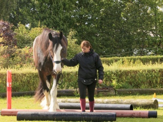 Agility Stald Pitstop 048