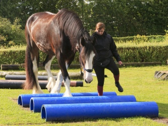 Agility Stald Pitstop 049