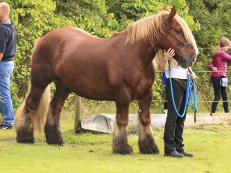 Agility Stald Pitstop 052