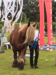Agility Stald Pitstop 071