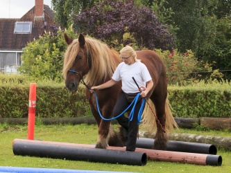 Agility Stald Pitstop 072