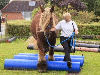 Agility Stald Pitstop 076