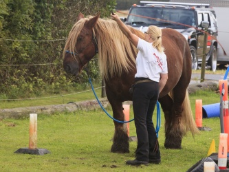Agility Stald Pitstop 078
