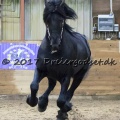 Elvis af Jyndevad 033