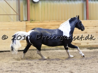 Bonte Lureno fan Stald Barok 011