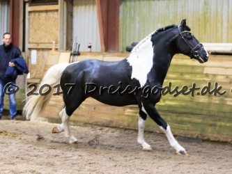 Bonte Lureno fan Stald Barok 012