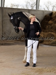 Kat.-Nr.-13---Dirk-van-Driene---Hingst---Barock-Pinto-Pferd
