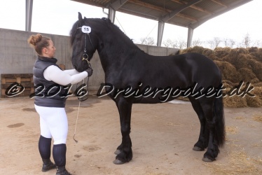 Elvis Af Jyndevad 001