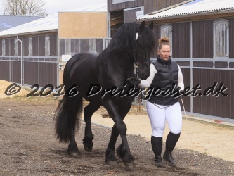 Elvis Af Jyndevad 003