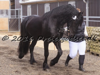 Elvis Af Jyndevad 004