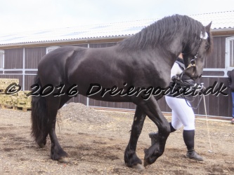 Elvis Af Jyndevad 006