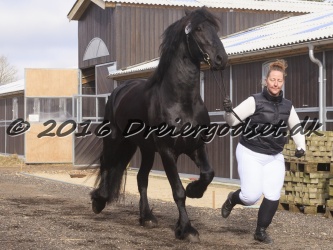 Elvis Af Jyndevad 007