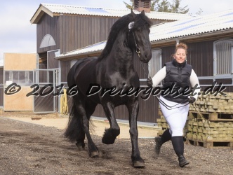 Elvis Af Jyndevad 008