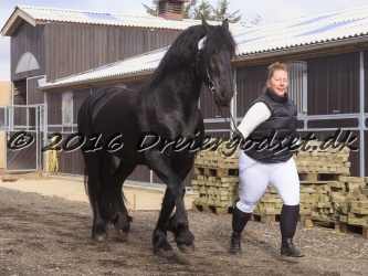 Elvis Af Jyndevad 009