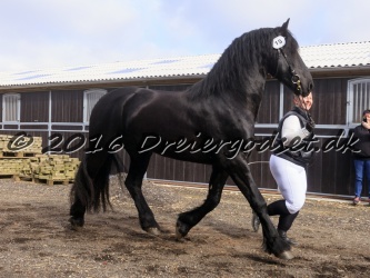 Elvis Af Jyndevad 010