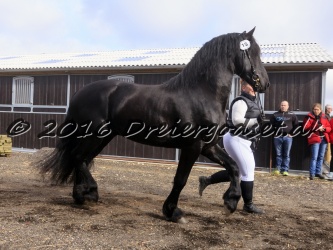 Elvis Af Jyndevad 011