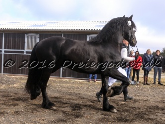 Elvis Af Jyndevad 012