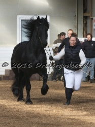 Elvis Af Jyndevad 013