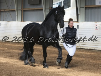 Elvis Af Jyndevad 016