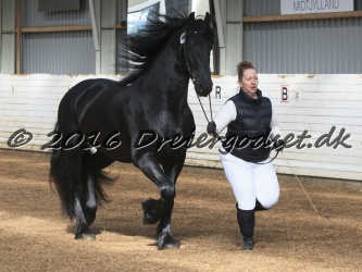 Elvis Af Jyndevad 017