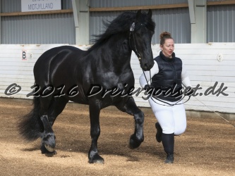 Elvis Af Jyndevad 018