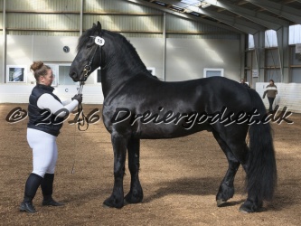 Elvis Af Jyndevad 019