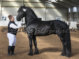 Elvis Af Jyndevad 020