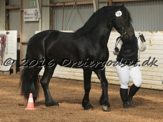 Elvis Af Jyndevad 021