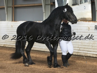 Elvis Af Jyndevad 022